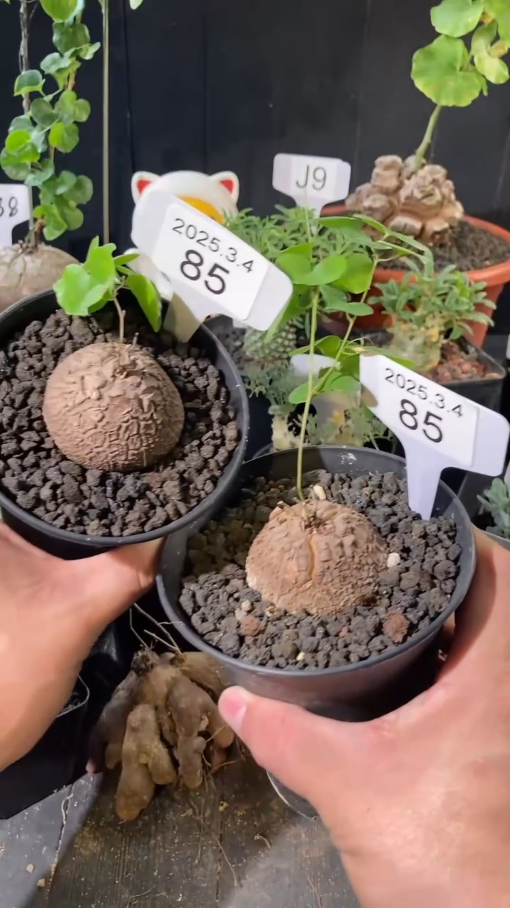 【闪购商品】南非龟甲龙3.4..85