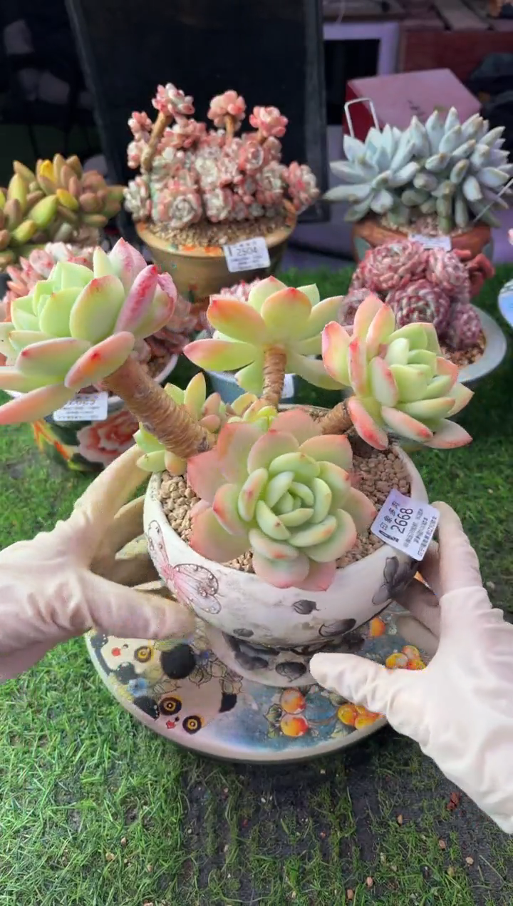 昆明印象多肉2668