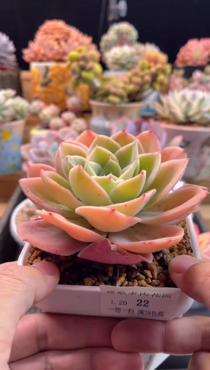 【闪购商品】1.20-22白雪公主