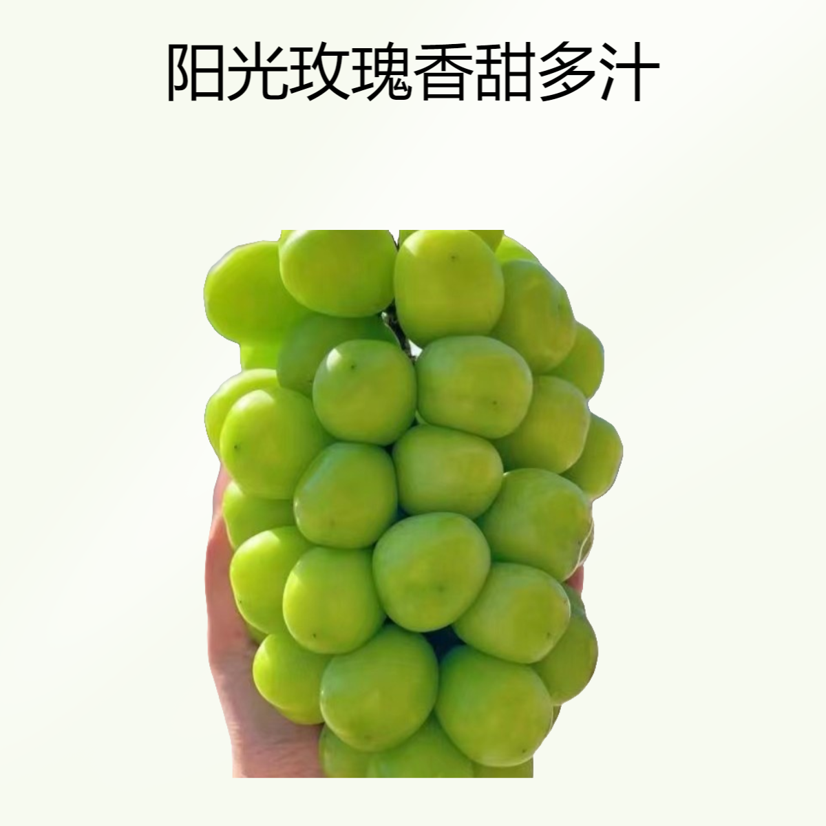阳光玫瑰 香甜大颗粒四川省