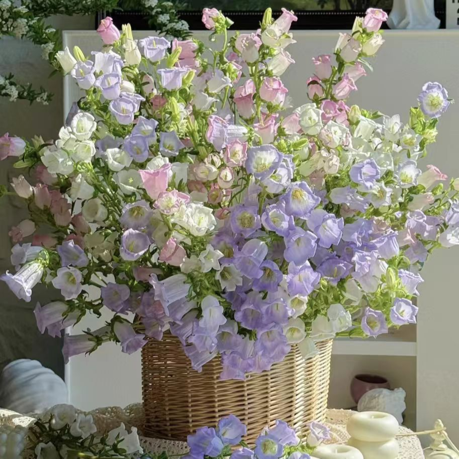 YZ【风铃2扎】云南鲜花