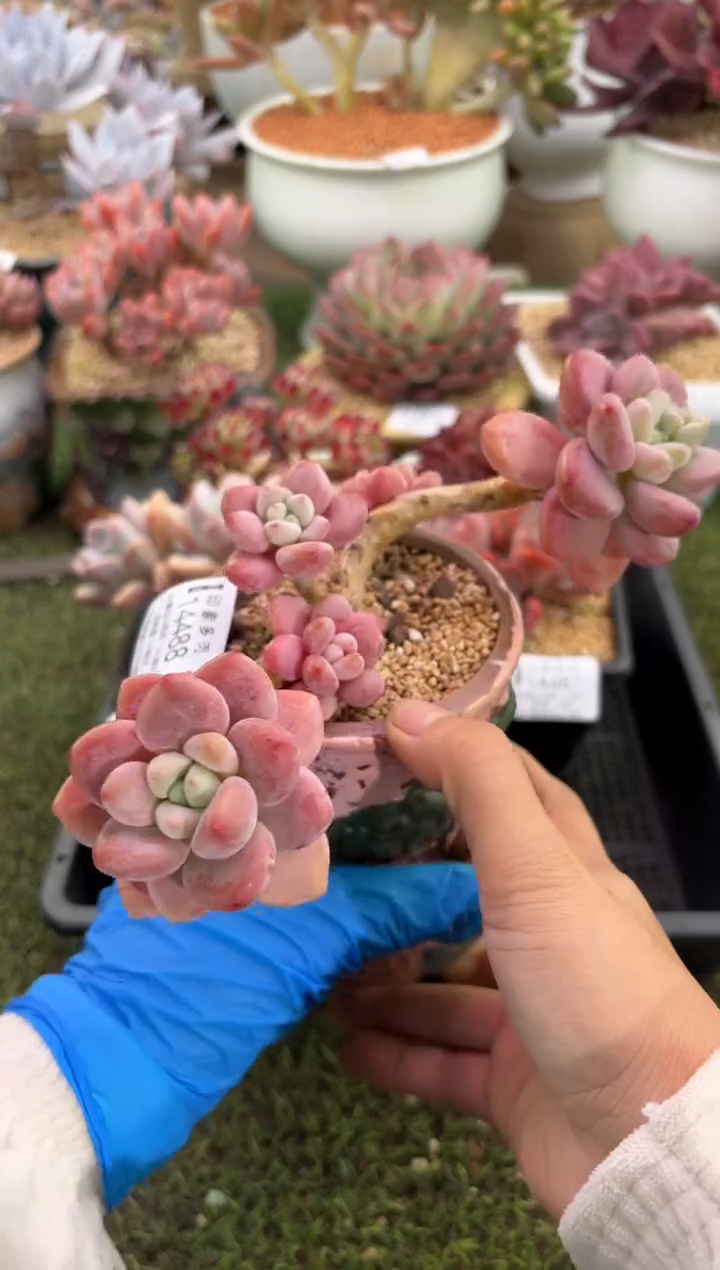 【闪购商品】14488