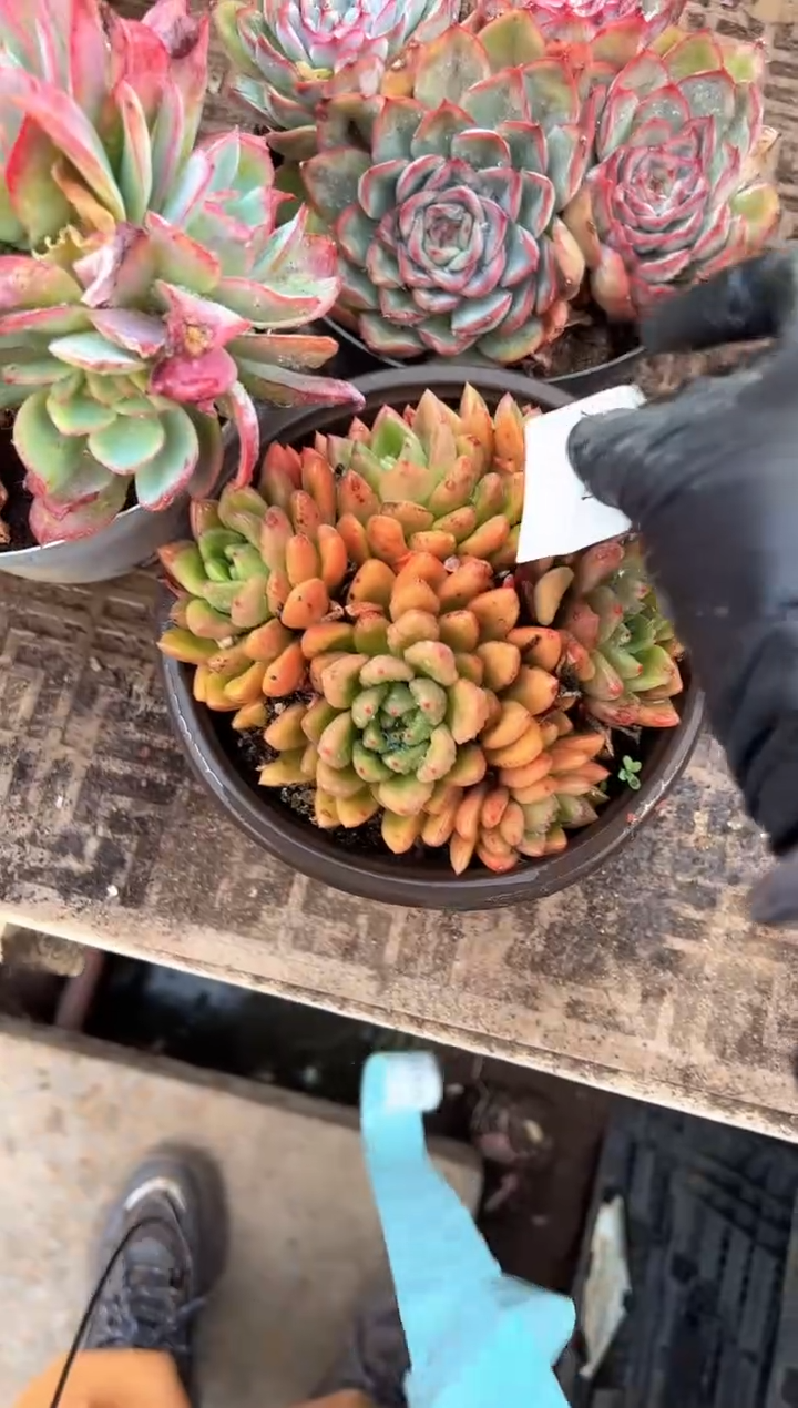 哆***?多肉植物一物一拍21313