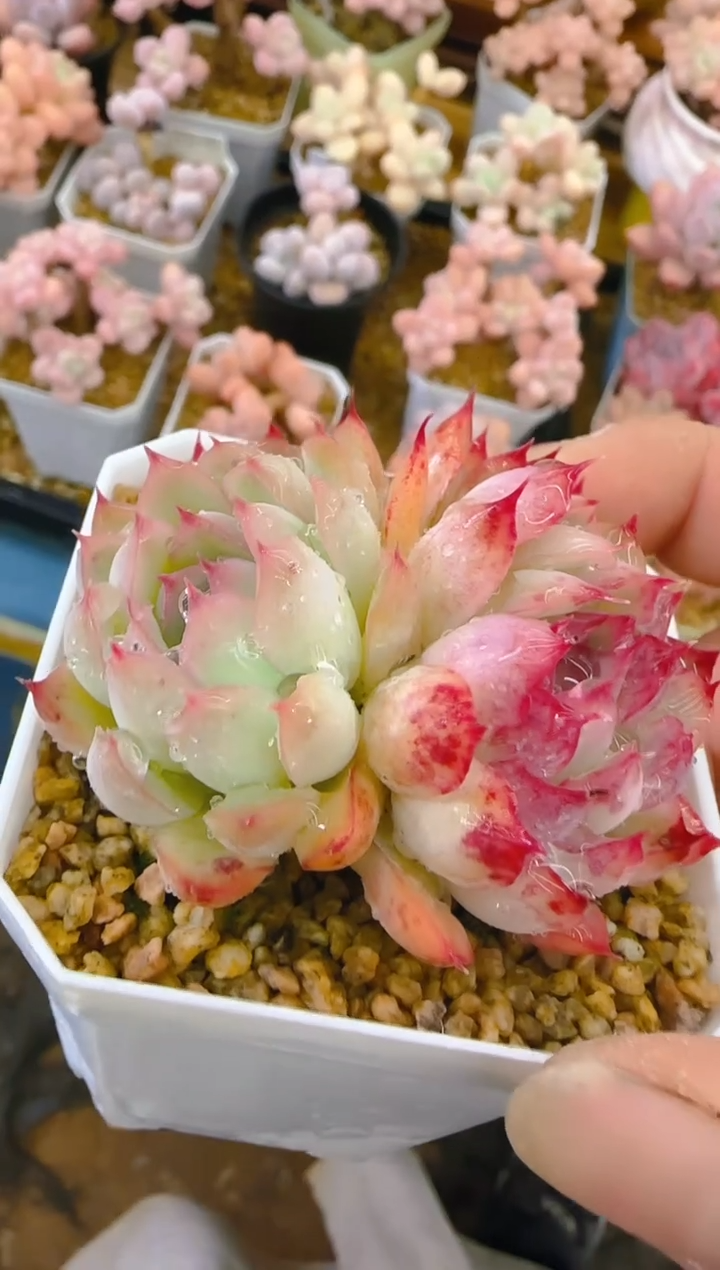 【闪购商品】优—270—仙农（月影）