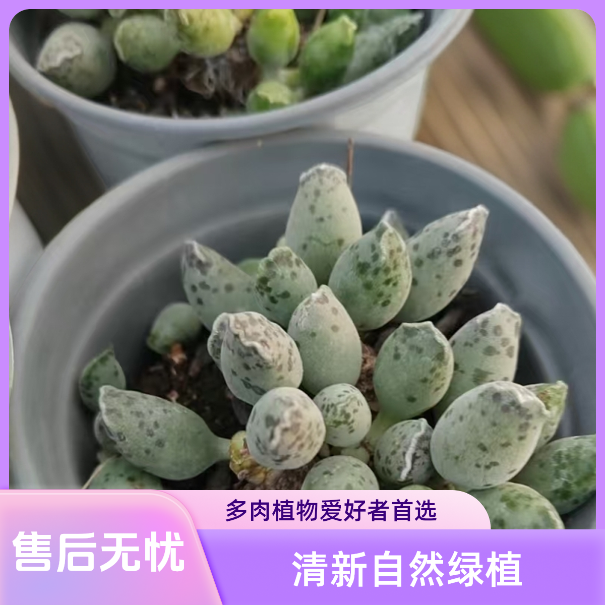 大海豹多肉植物盆栽品种好养适合办公室阳台