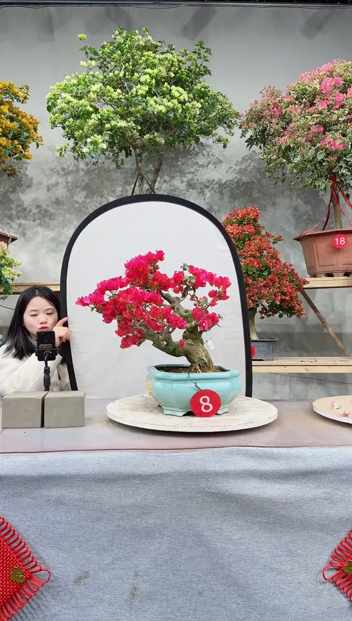 【闪购商品】盆景四季同安红