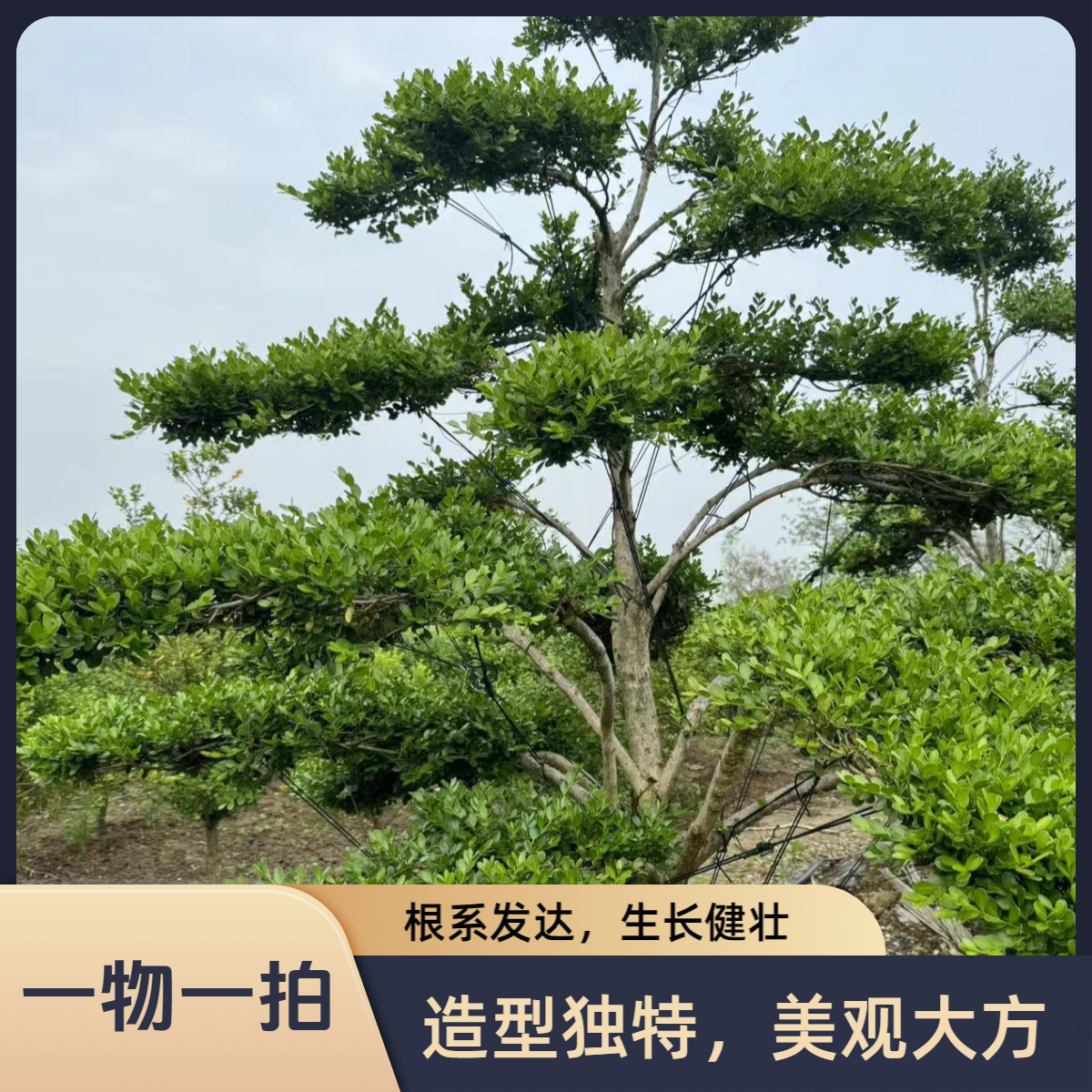 瓜子黄杨造型树绿植盆景基地批发，直播间一物一拍