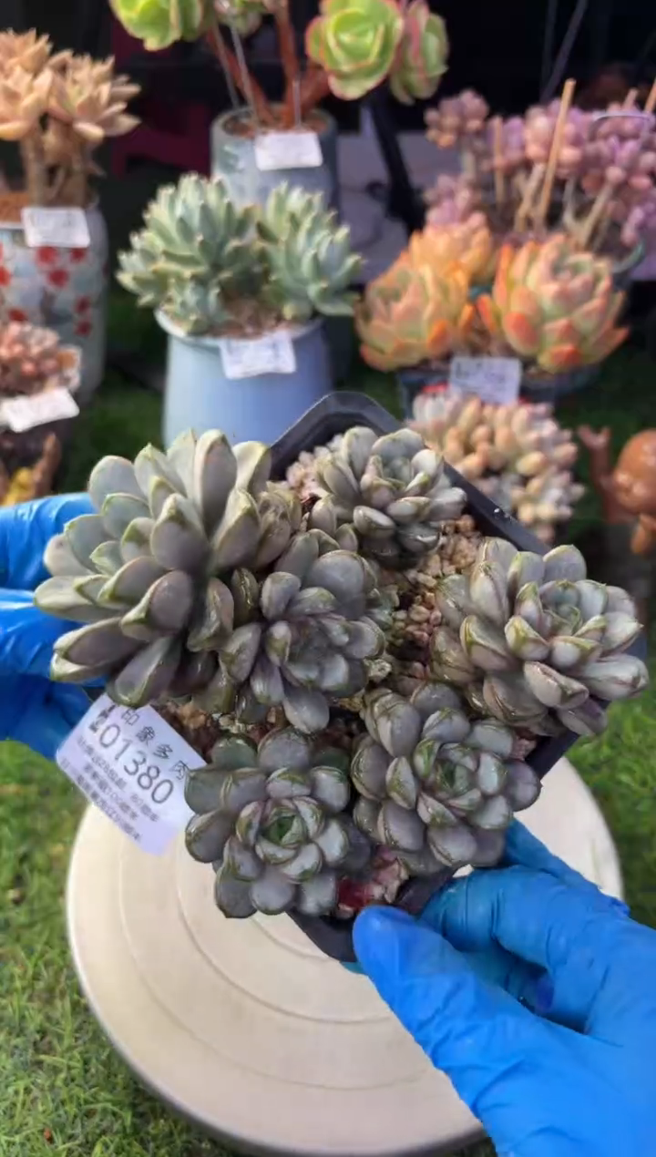 昆明印象多肉01380