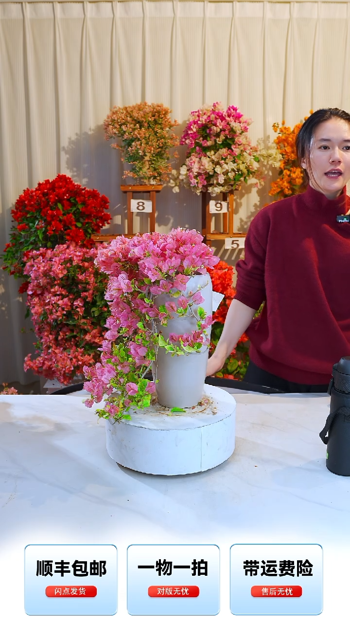 大部分开放少量花苞斑叶米罗