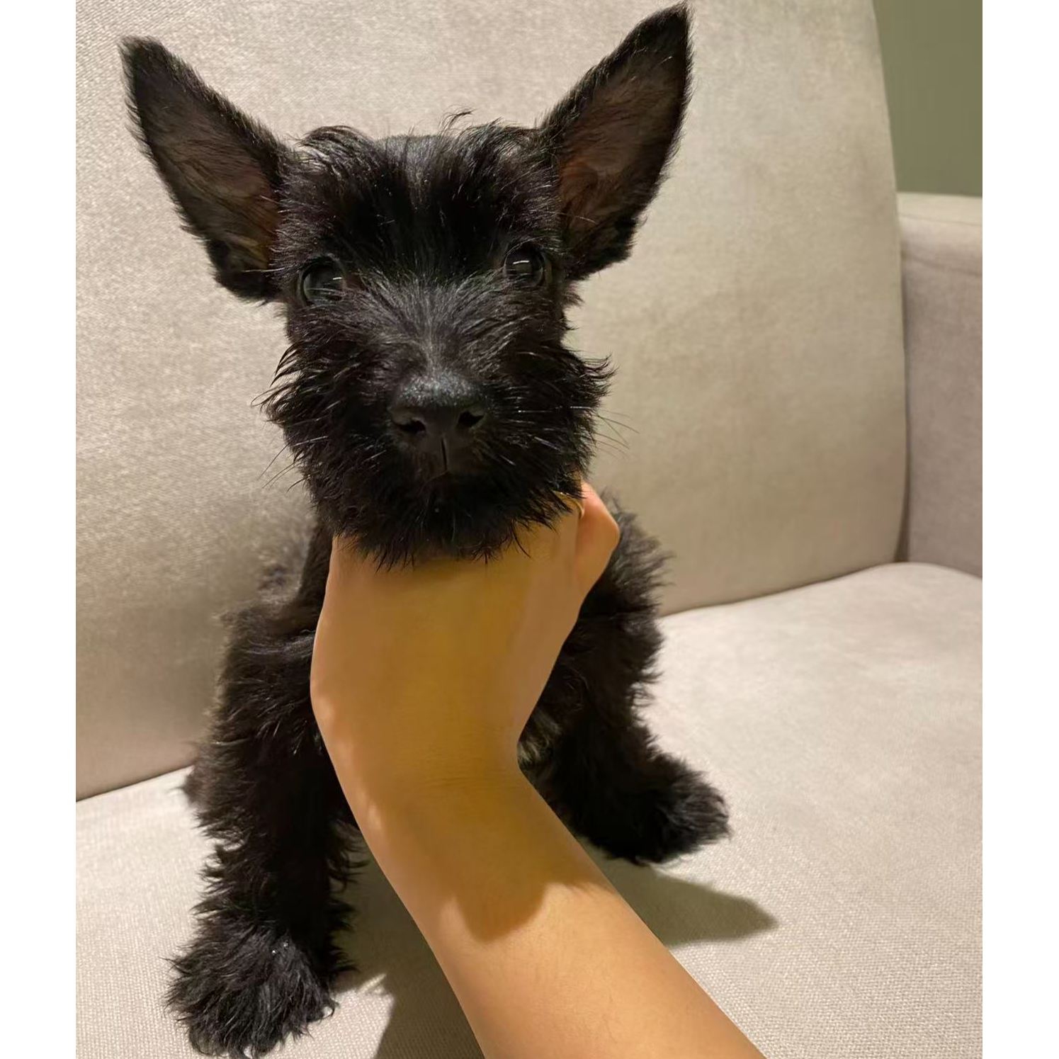 【婷婷家的小型犬苏格兰梗犬幼犬宠养小型犬】