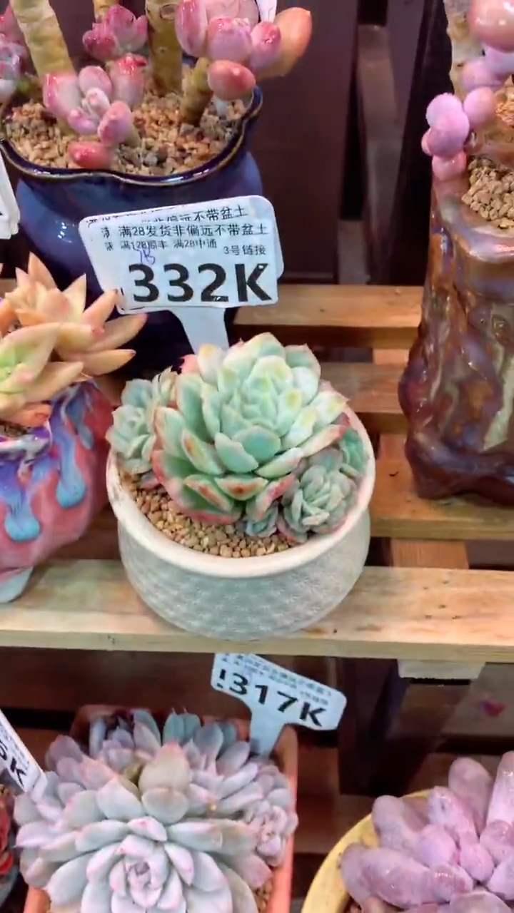 332K（一物一拍，精品多肉，所见即所得 ）