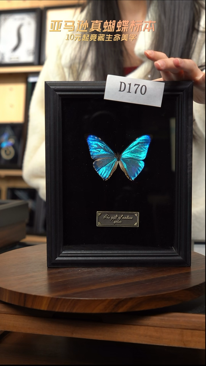 西风蝴蝶标本摆件竞拍d170