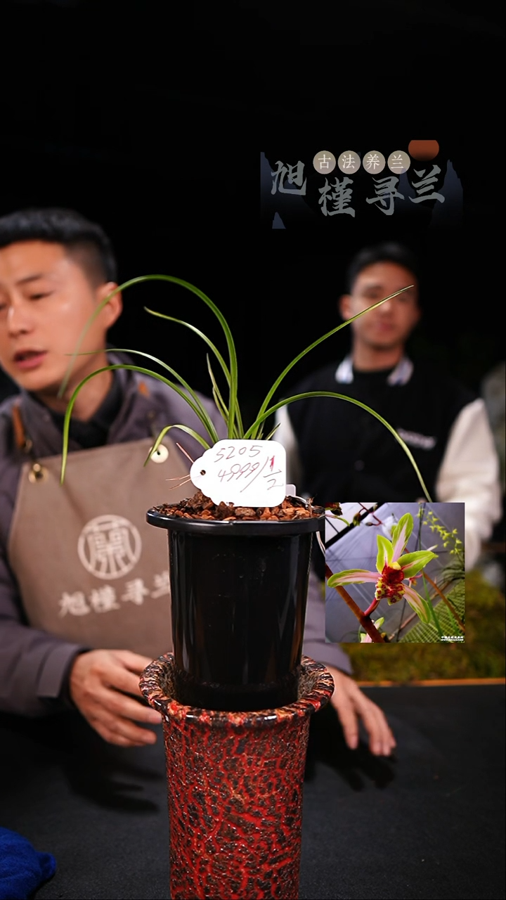 当前无花栽培后可以开花铭**韵蕙兰塞紫云（子母两苗）一半，寄养