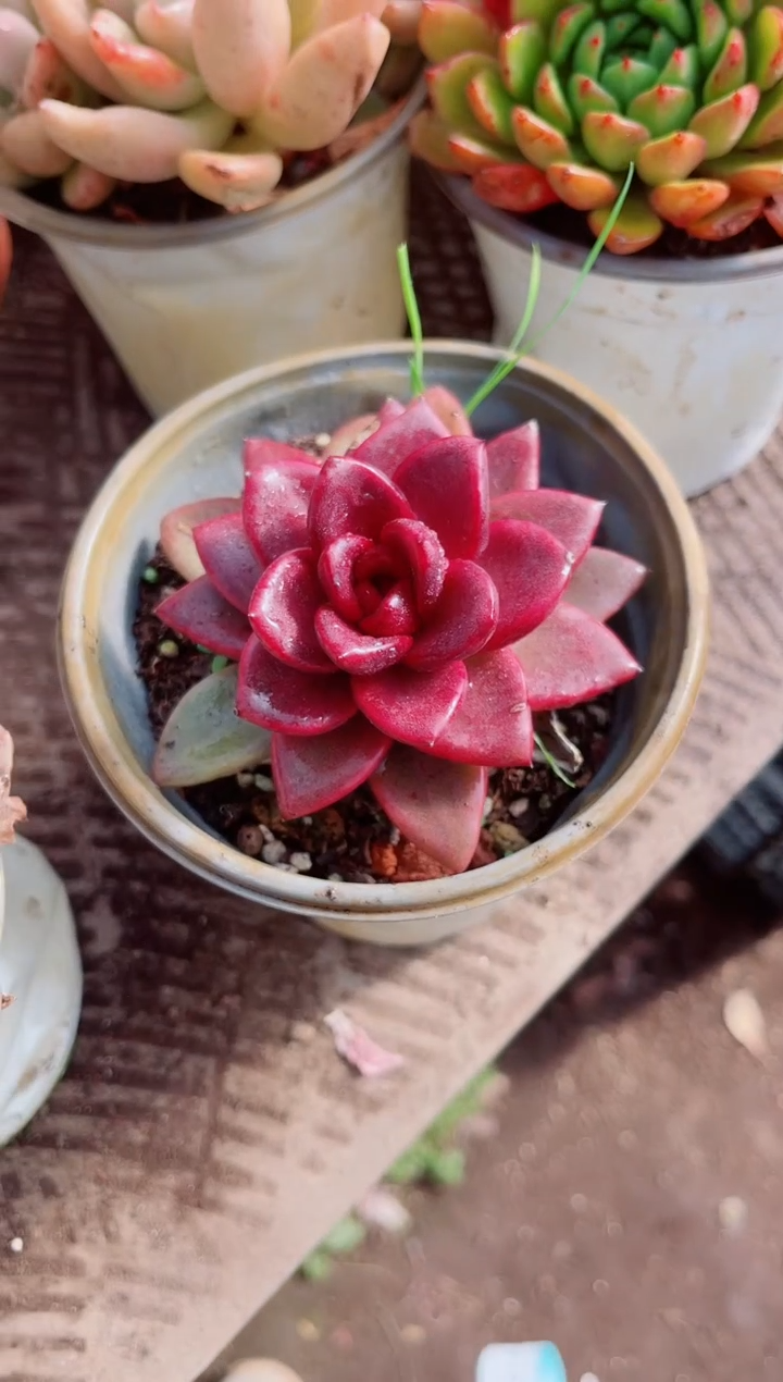 似**识跃跃精品多肉11101