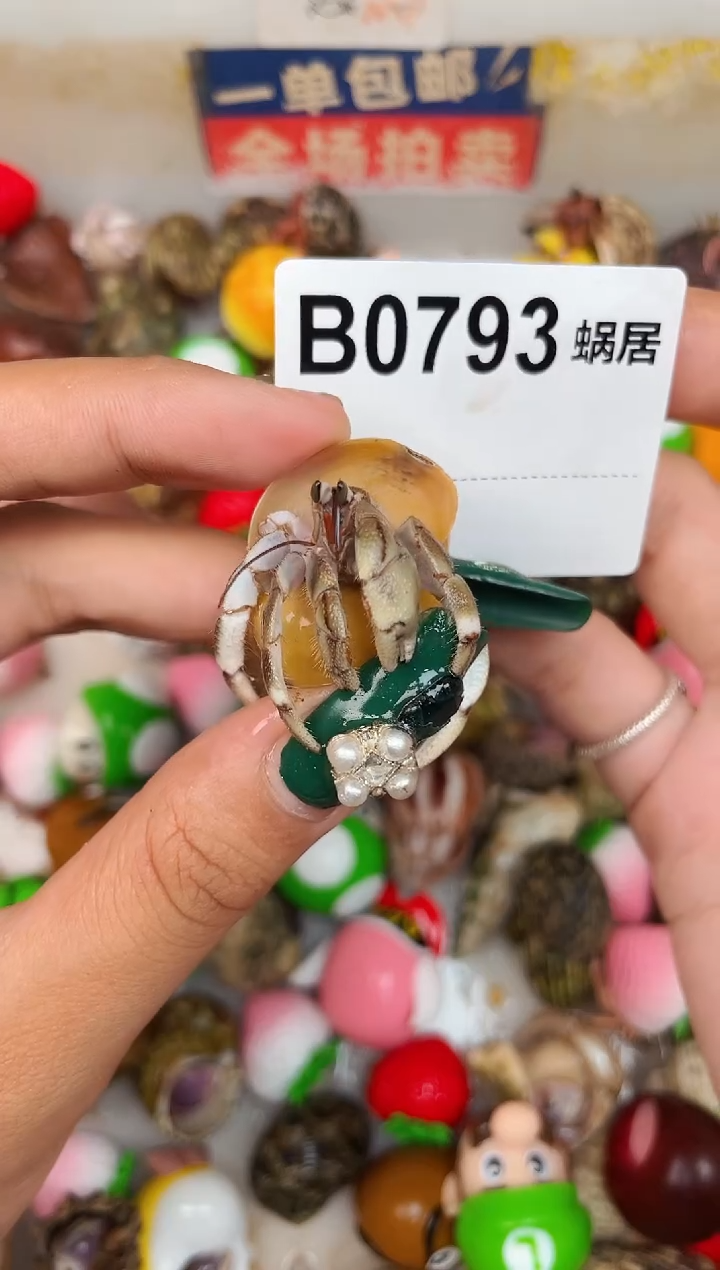 陌派甄选寄居蟹0793