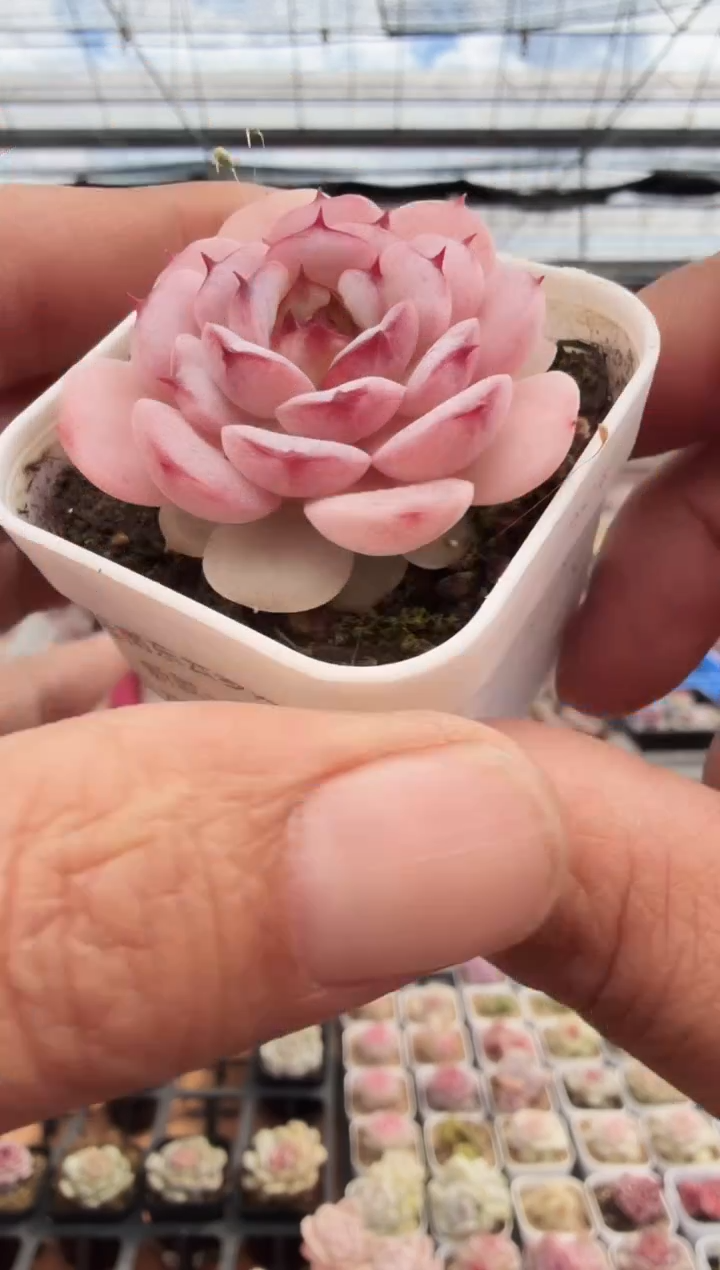 东云多肉园新款-161