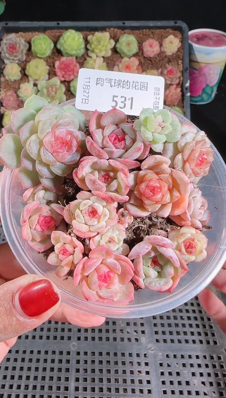 1127-531切糕群生不包整