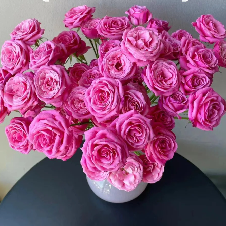 艾琳【俏夕阳多头】冷链包邮，2单升级顺丰冷链