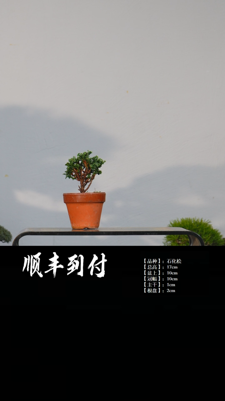 【闪购商品】1c888石化桧bubaoyou