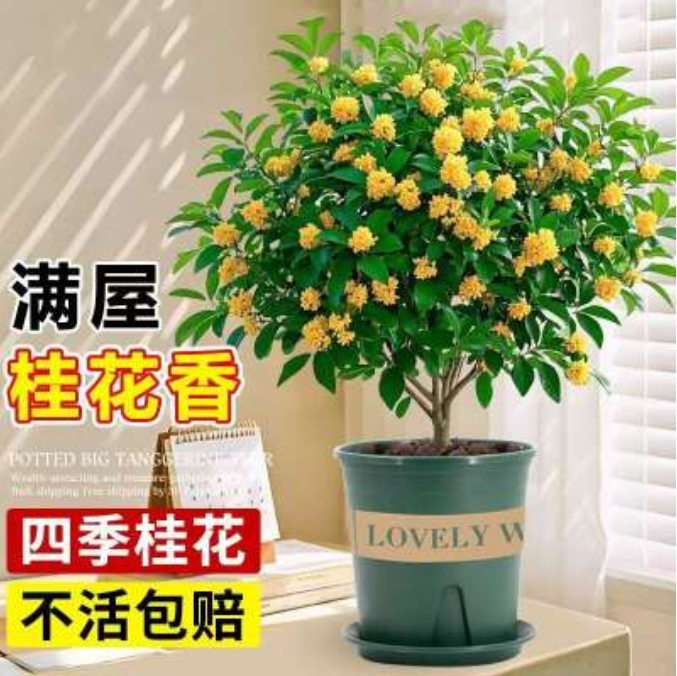 四季桂浓香型盆栽耐寒好养适合室内外庭院阳台种植