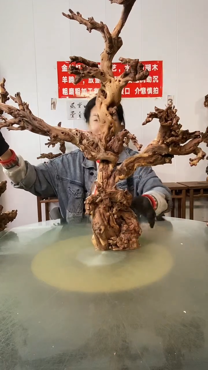 木瘾*、金丝红木 羊蹄甲