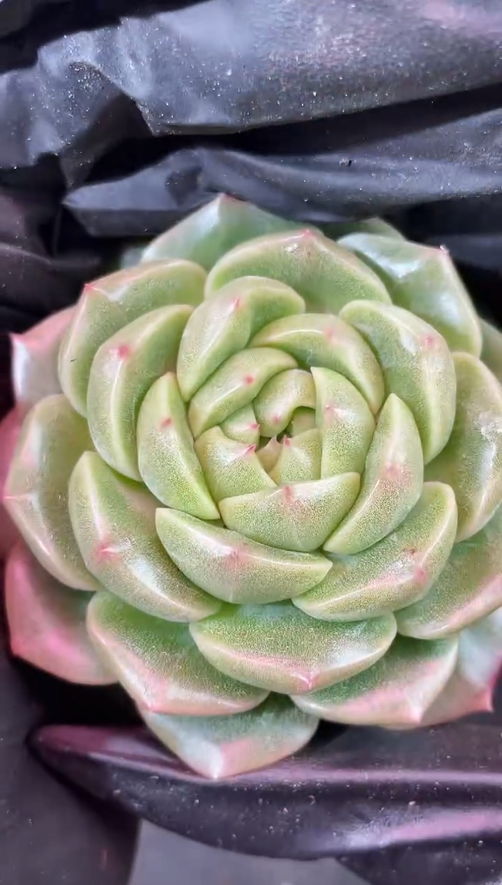 闪购2064 翡冷翠多肉一颗 5厘米