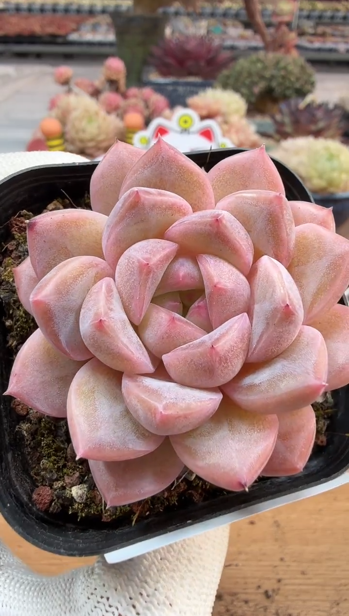 东云多肉园二店-243