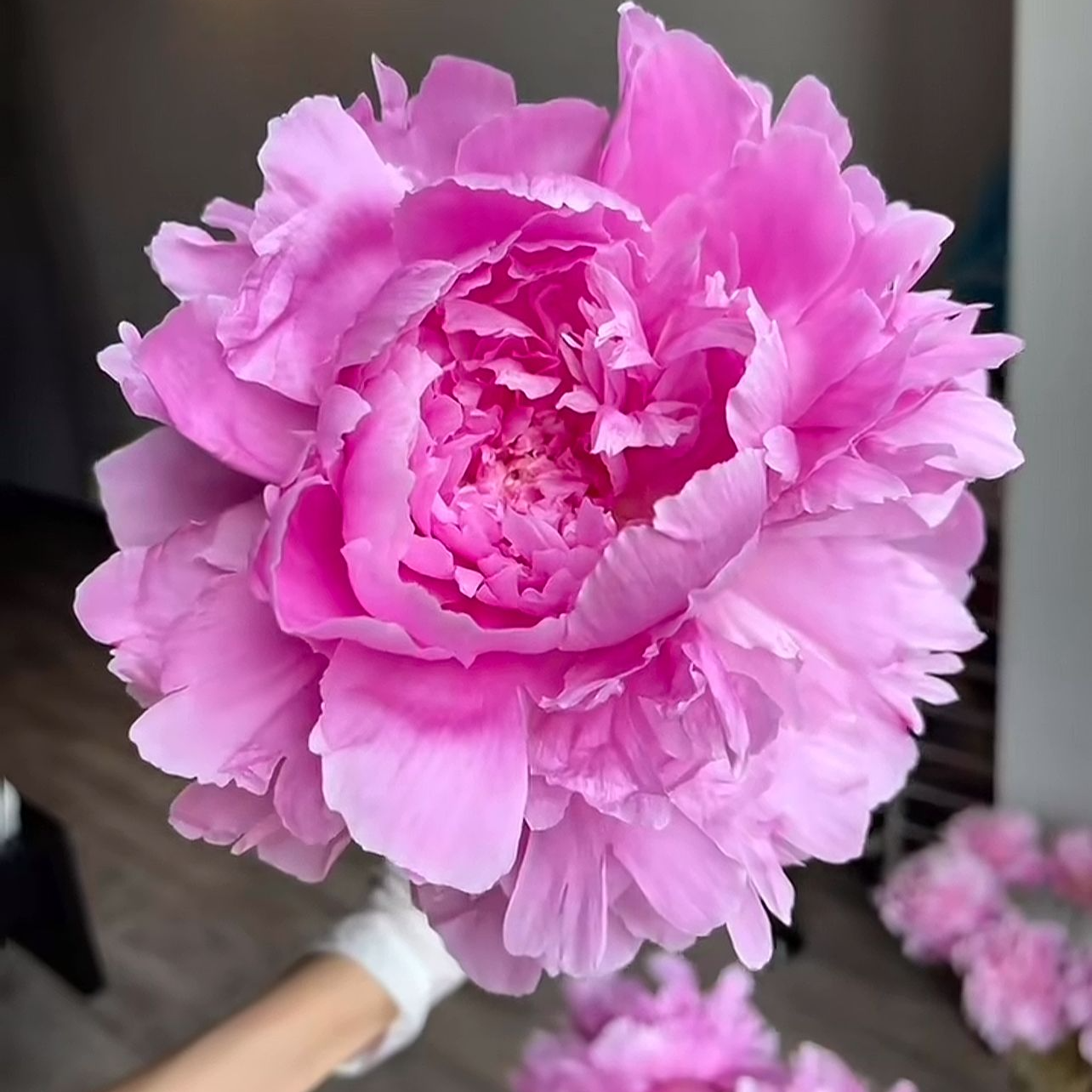 （明娟牡丹）{晴雯}先发肥料 秋天发苗