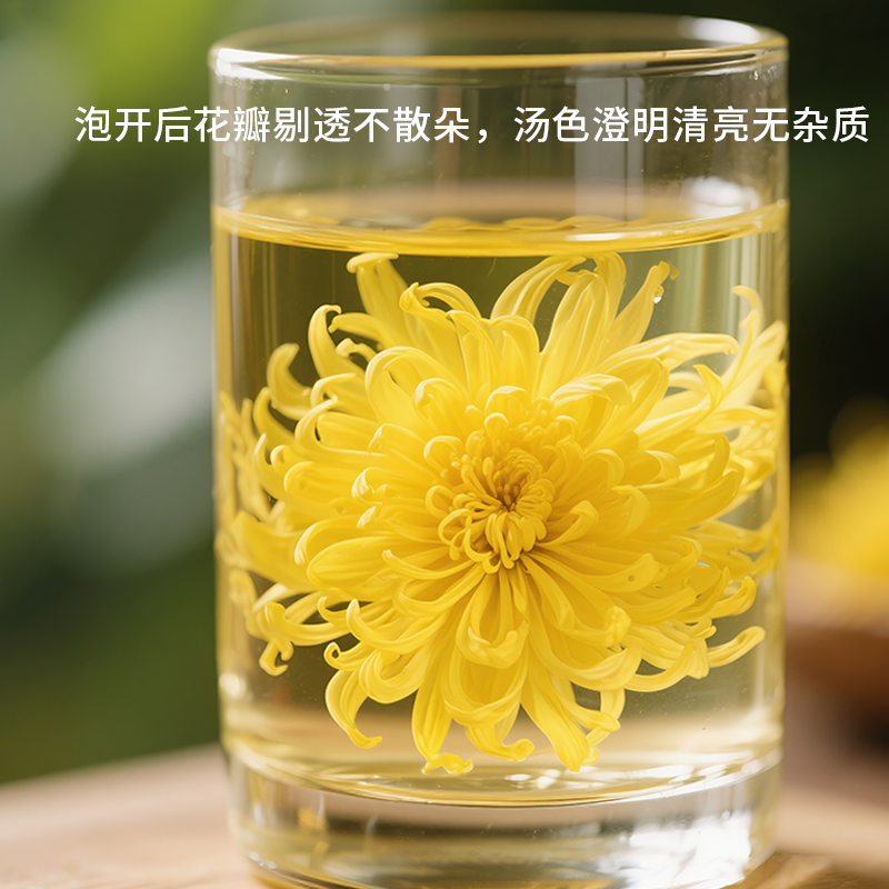 金丝皇菊菊花茶泡开约6 - 8厘米新花头茬120g灌装黄菊皇