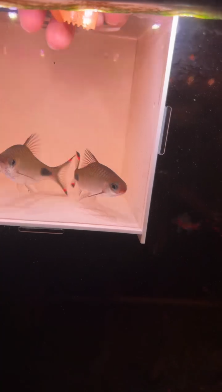 工具鱼红杂紫222