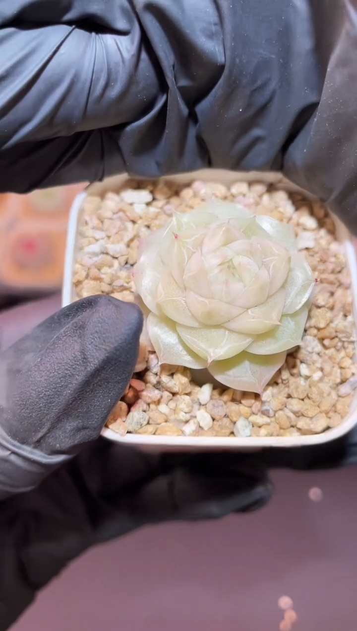 闪购1034 冰封木槿多肉一颗   3-3.5厘米