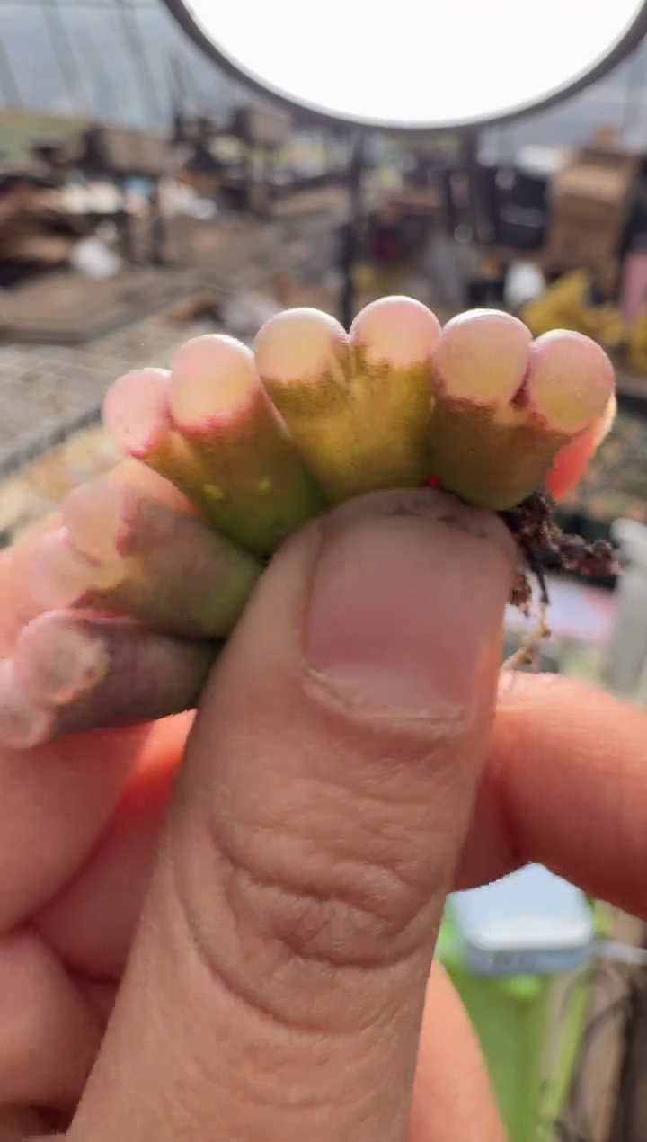 53多肉植物肉锥丘比特爱心磁铁一颗