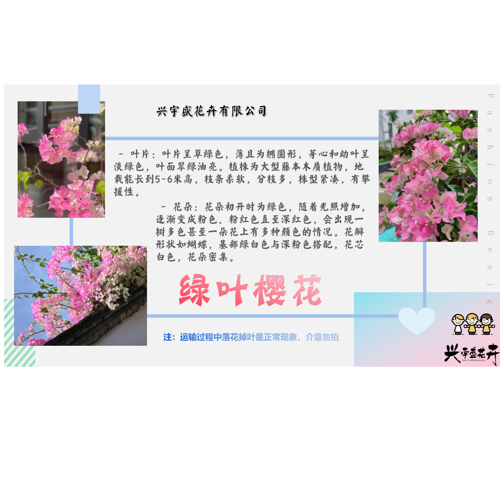 【绿叶樱花1加仑】带盆土渐变色系勤花耐活三角梅