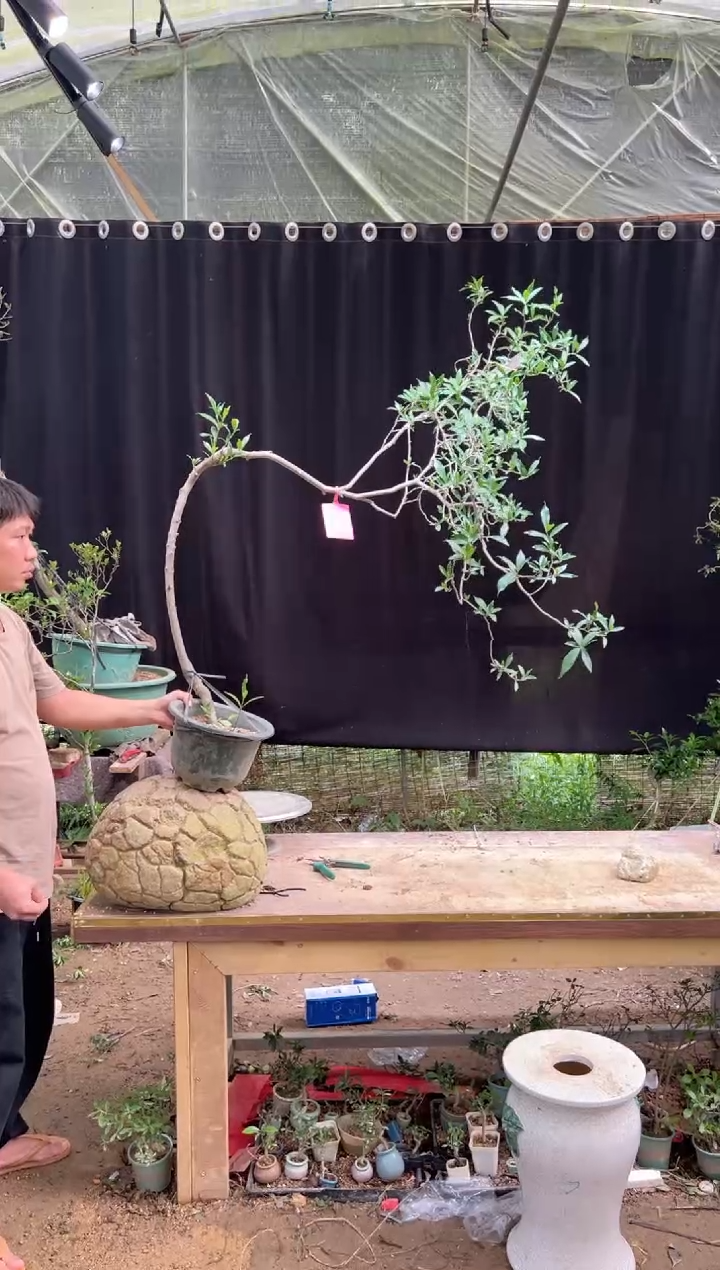 当前无花朵，栽培后可花朵奇****6  海岛栀子花