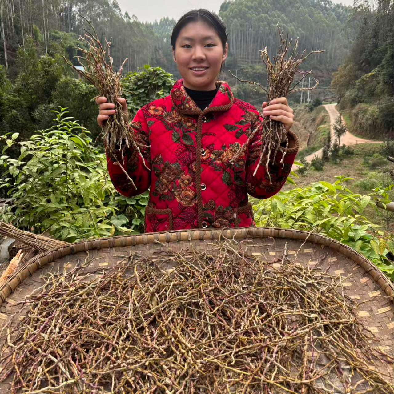 F深山正宗铁皮石斛条
