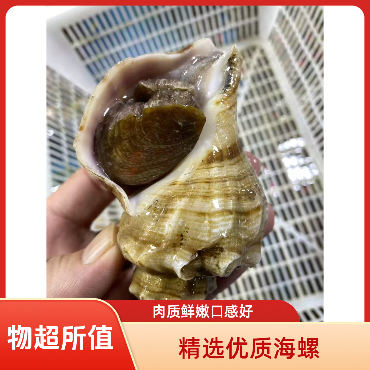 海螺一斤（香螺）单个100g左右