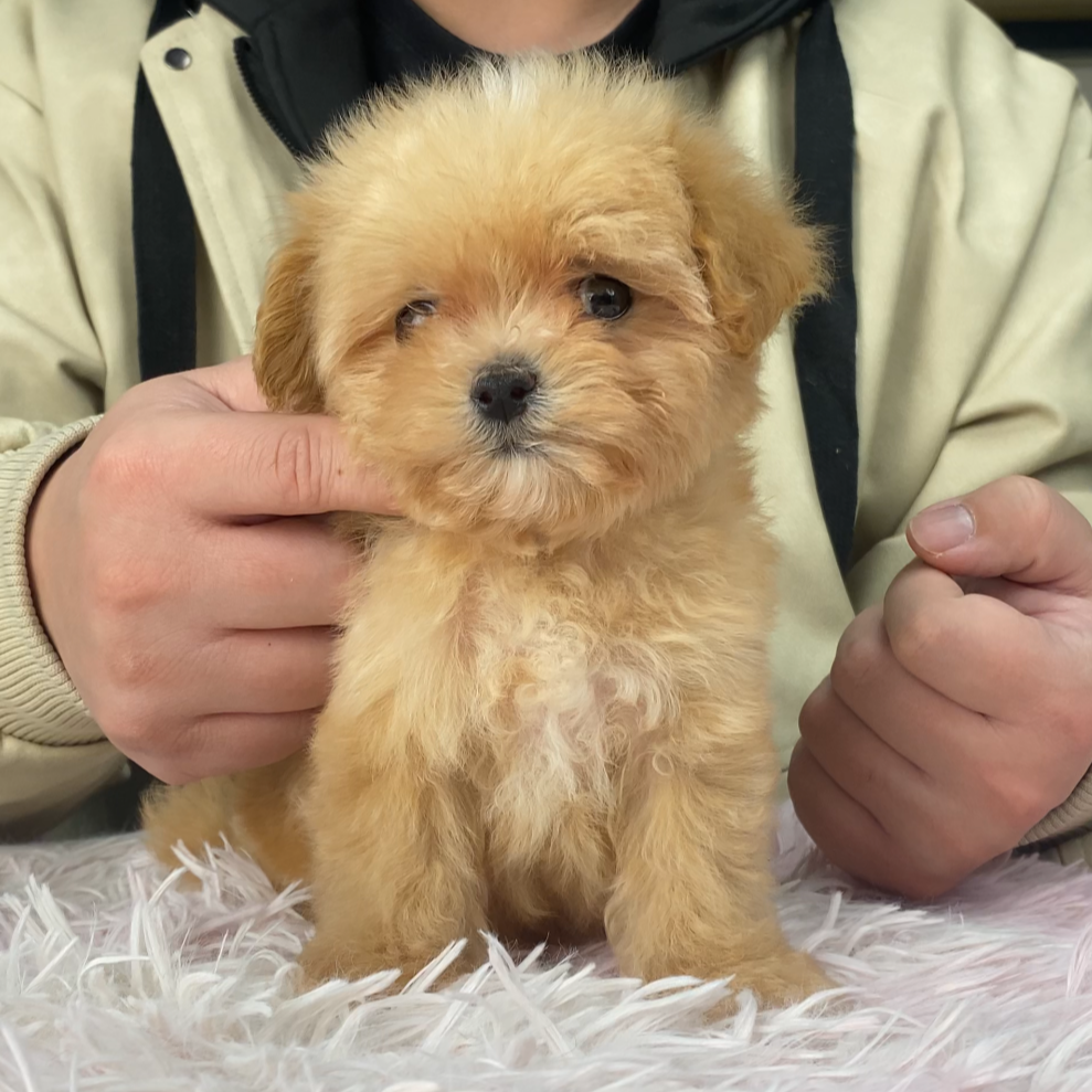 【肉松】马尔泰红白花弟弟10月18日生