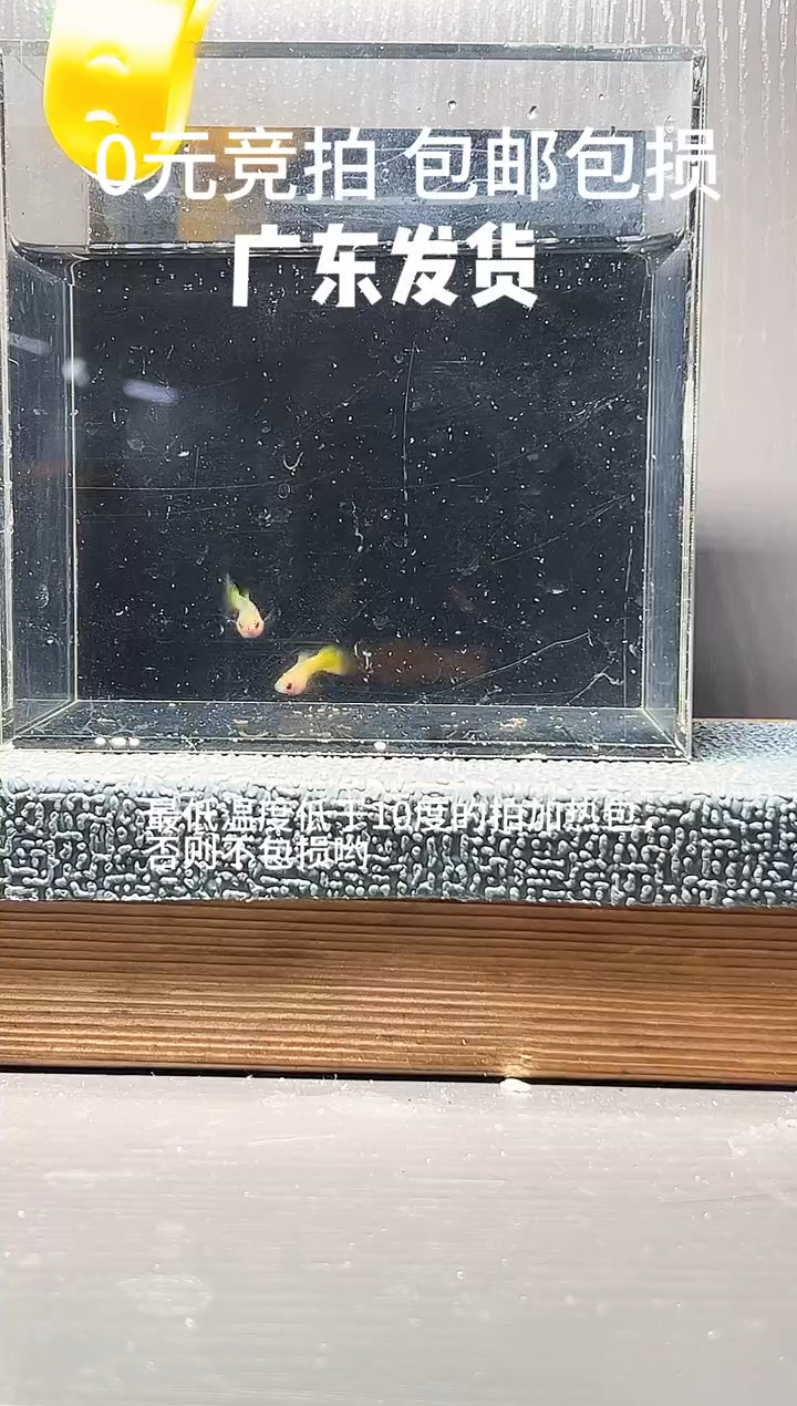 孔雀鱼黄金玻璃猫一对编号30