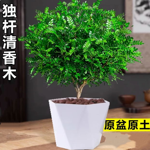 清香木盆栽花卉四季常青好养室内外驱蚊净化空气植物
