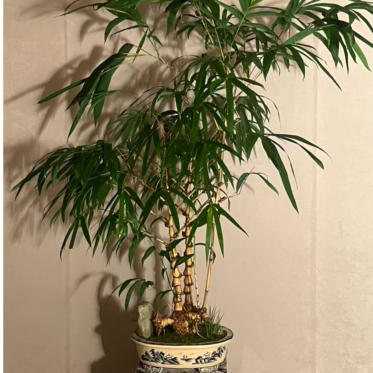 【言一精选】顺丰发货 A004 提桩黄金佛肚竹/老桩