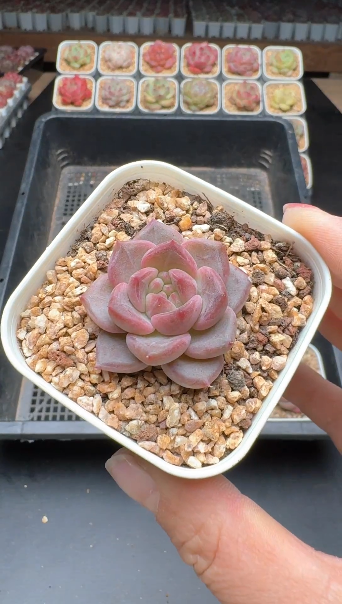 【闪购商品】586B物拍多肉带盆土6.5杯拍3颗包柚