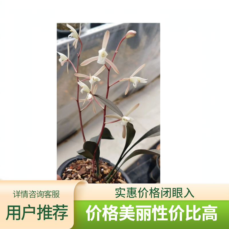 兔儿兰（图片仅供展示，以直播间为准，一物一拍一截图）