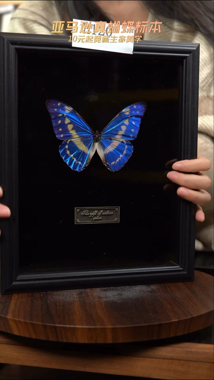 蝴蝶标本摆件竞拍h120