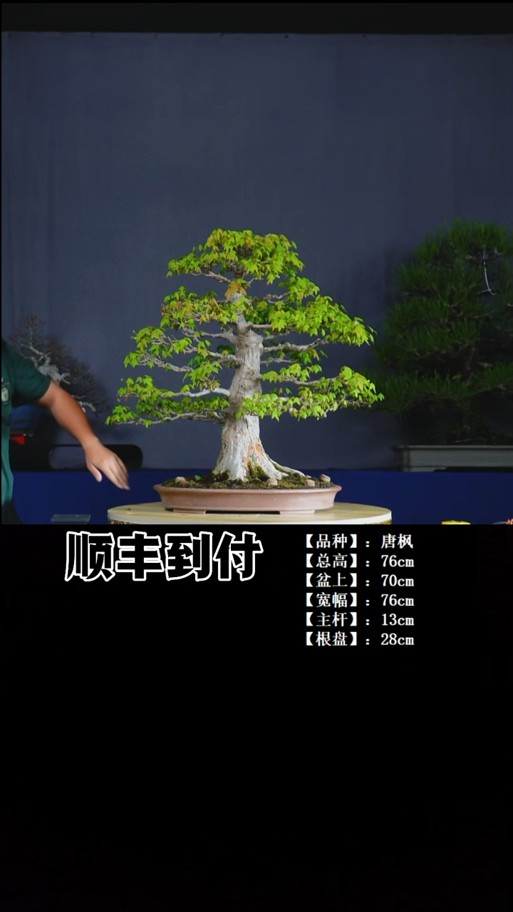 无花朵唐枫bubaoyou