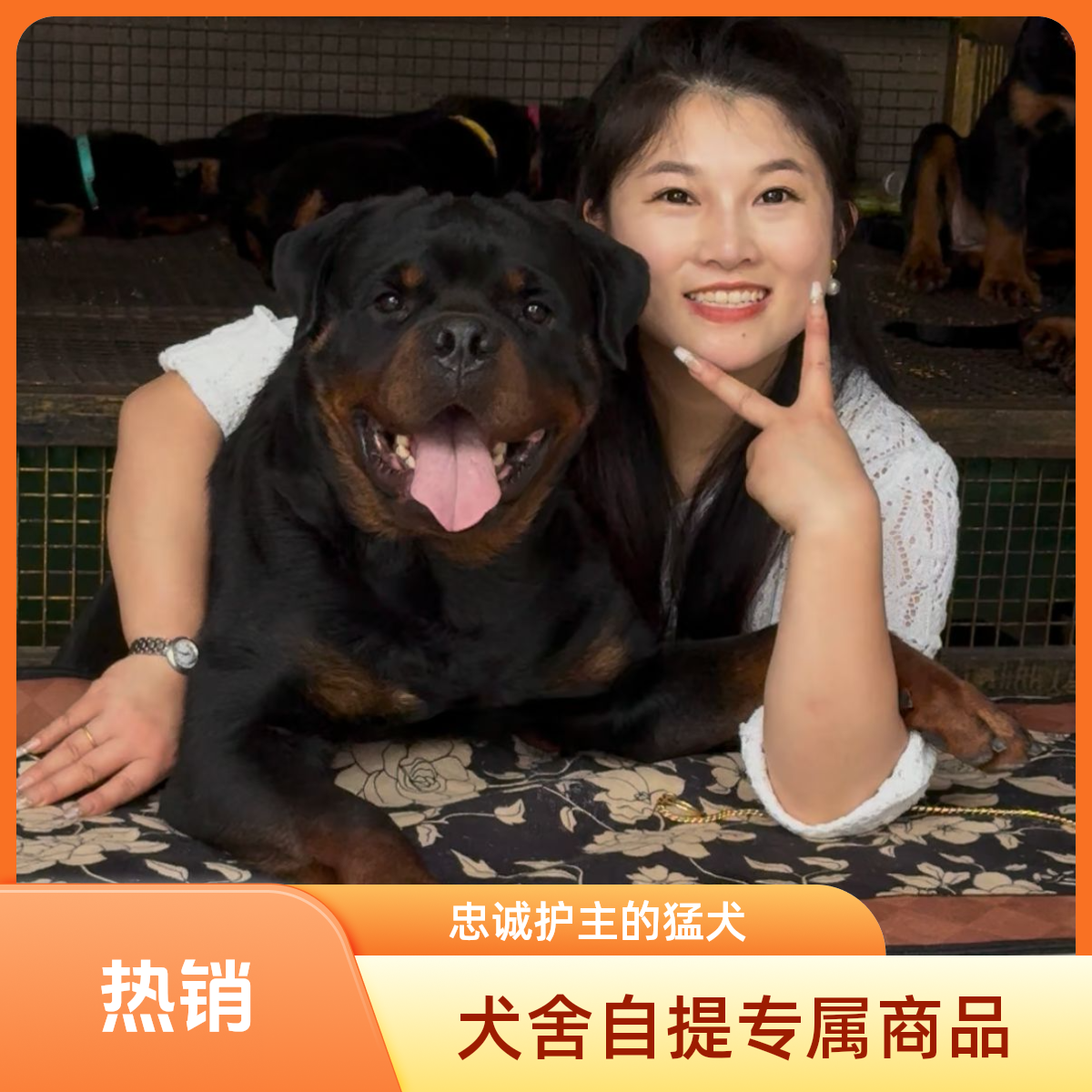 （硕万嘉）定制罗威纳护卫犬
