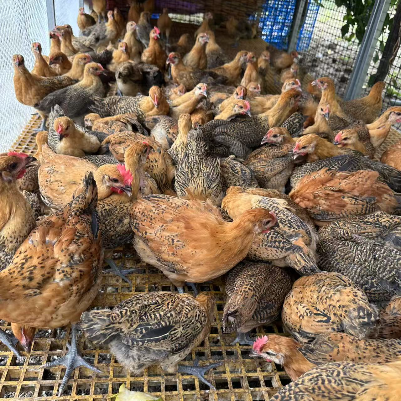 宠物鸡红瑶土鸡绿壳蛋鸡1斤发货（5只）