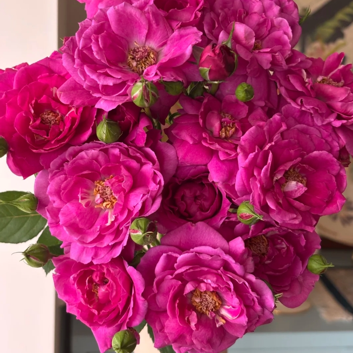 【今喜花舍】（多头）大富贵 0°以下地区记得拍保温棉哦！！！