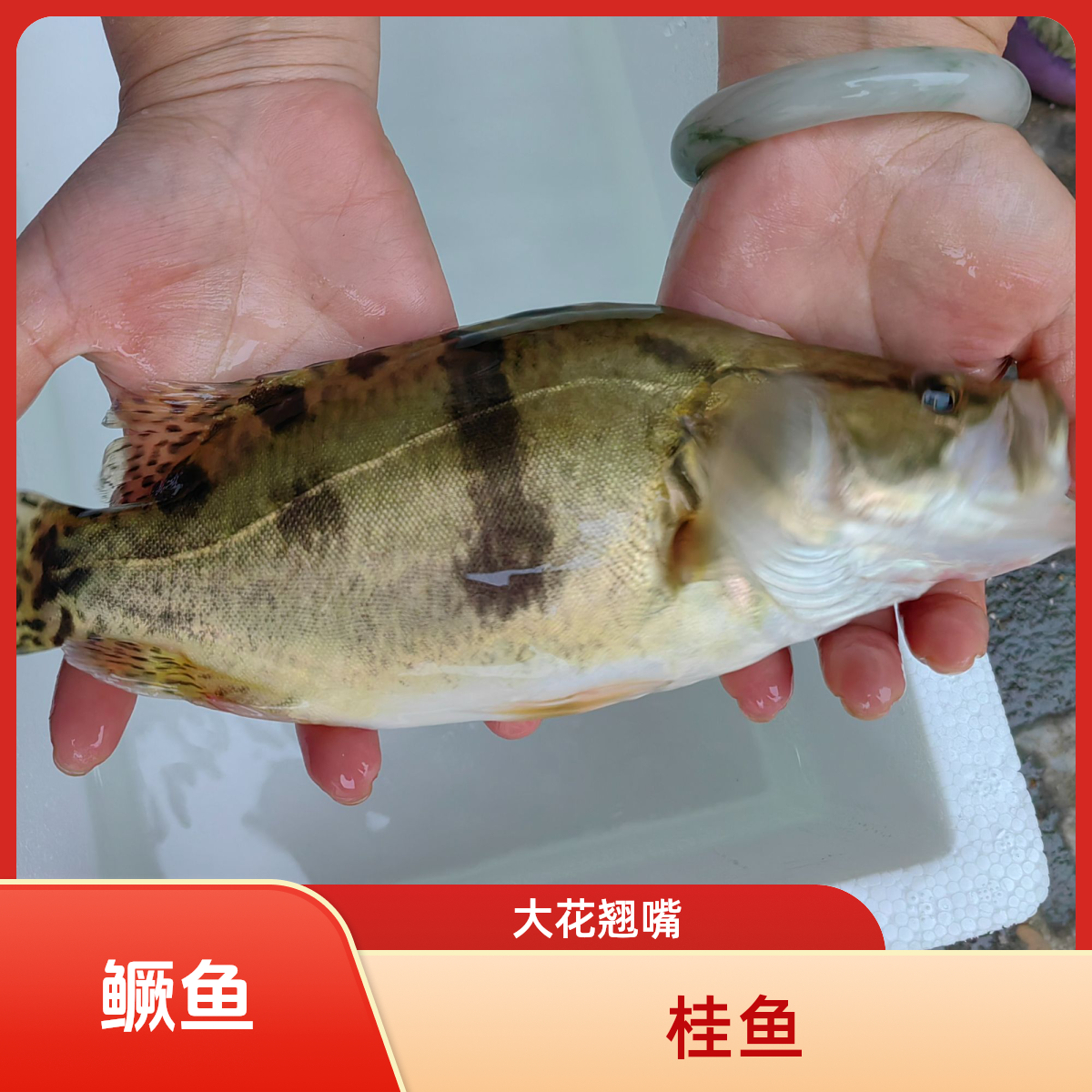 鳜鱼 桂鱼 桂花鱼 大花翘嘴 冷水鱼 淡水鱼 中通快递 包邮包活