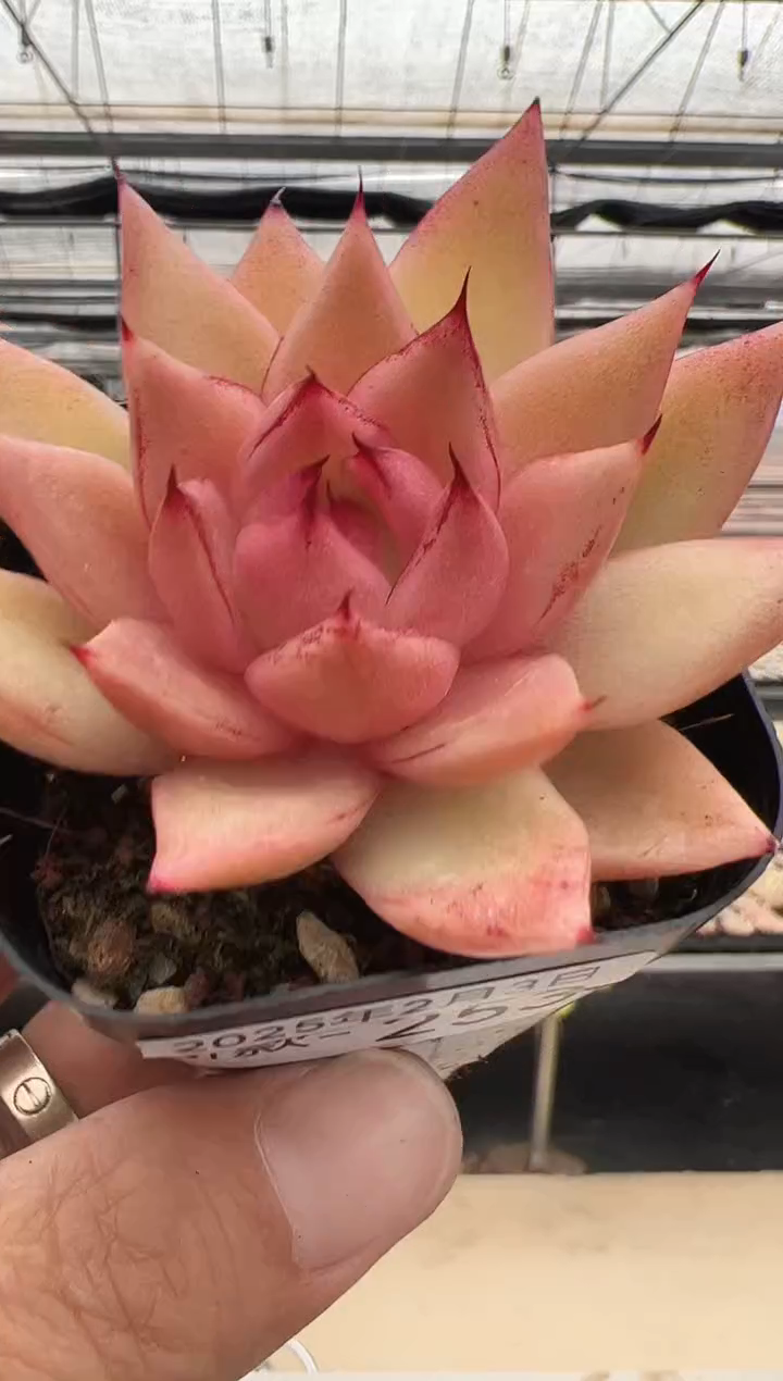 【闪购商品】新款多肉-253