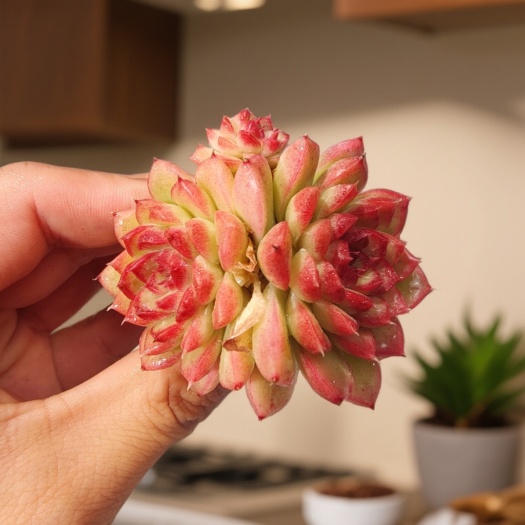 深红--【②号】老粉补单多肉专用链接（不带盆）